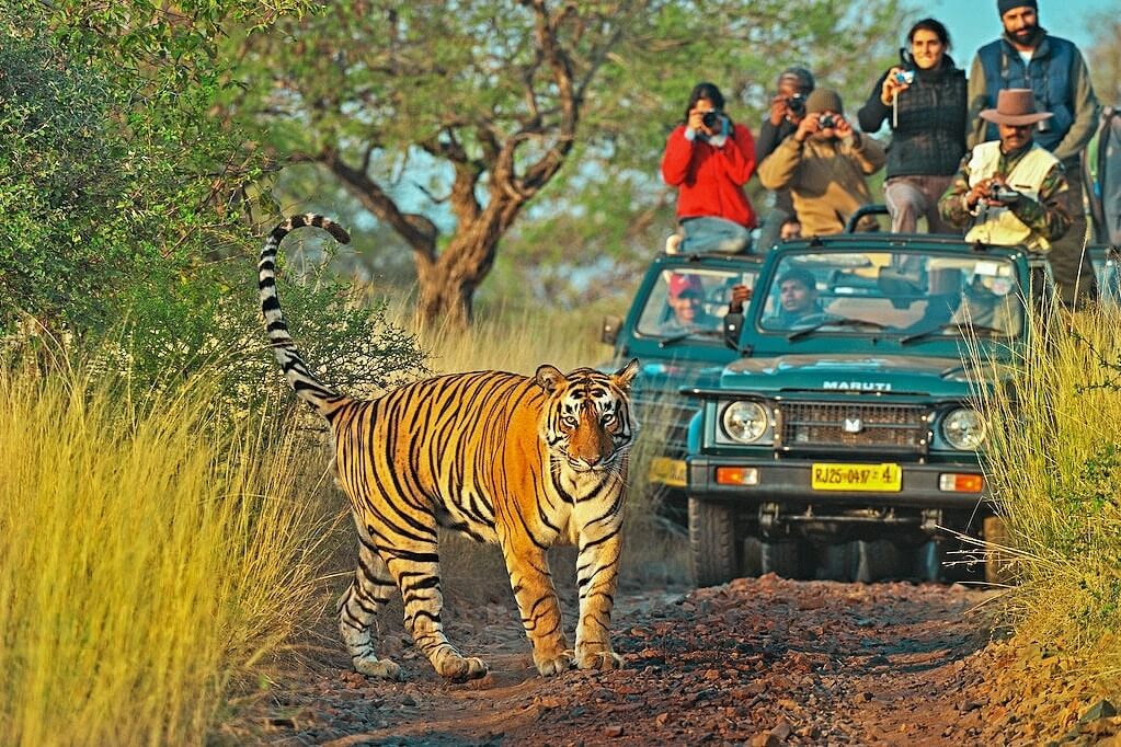 Ranthambore Safari Tours