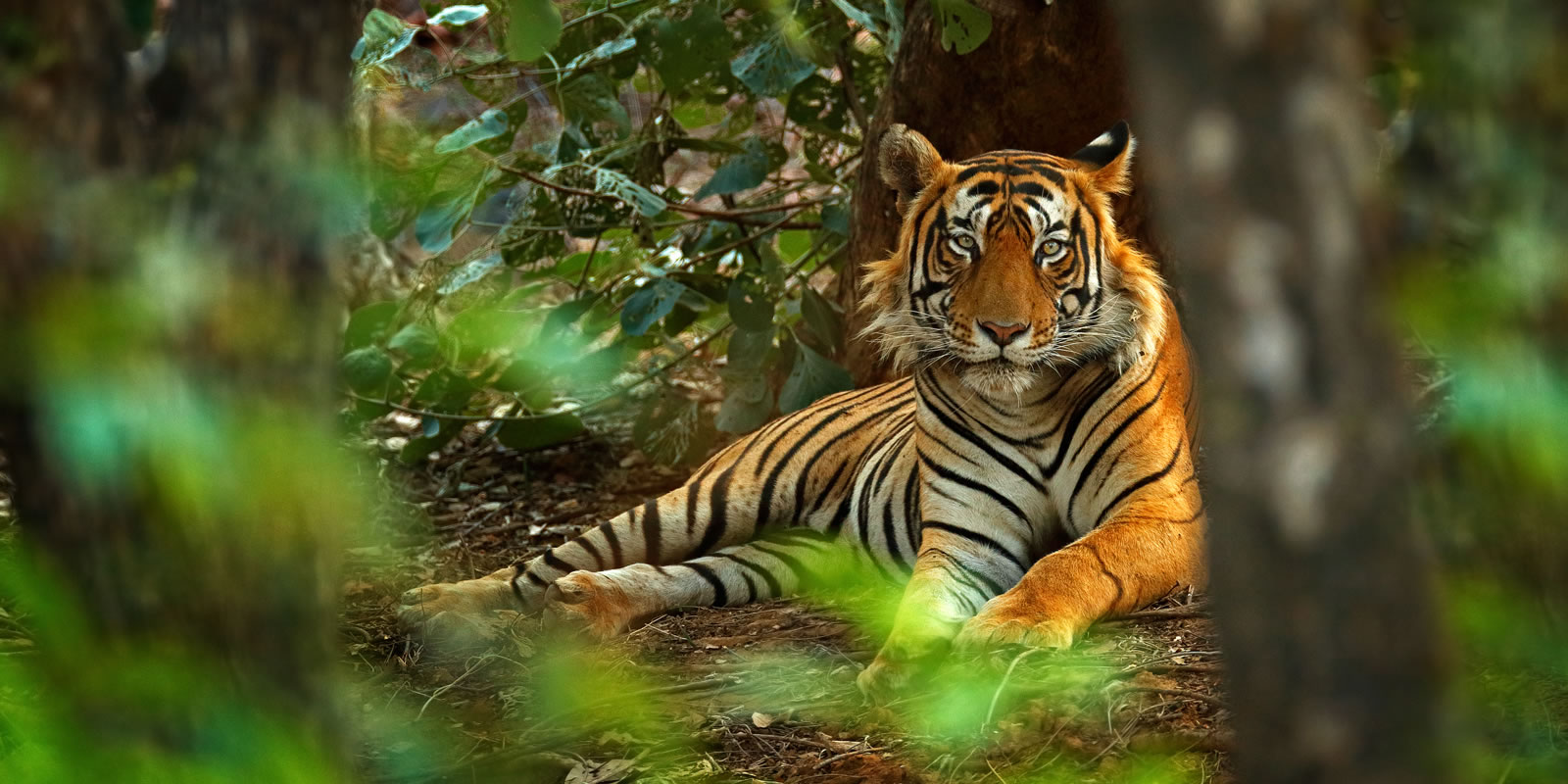 Ranthambore Safari Tours